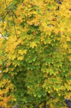 Autumn colors of maple trees (Acer), Bavaria, Germany