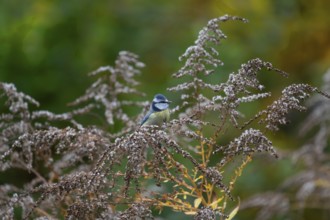 Blue tit (Cyanistes caeruleusan) on a withered Canadian goldenrod (Solidago canadensis), Bavaria,