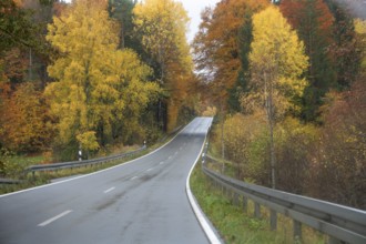 Mixed forest in autumn colors in Franconia on the B2 Nuremberg-Bayreuth, Upper Franconia, Bavaria,