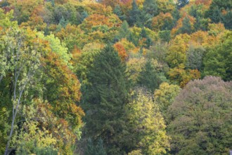 Herbstlicher Mischwald, Egloffstein, Franconian Switzerland, Upper Franconia, Bavaria, Germany
