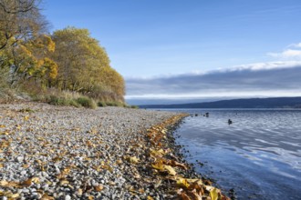 Gravel shore, pebble beach, Lake Constance shore at Mettnaupark near Radolfzell am Lake Constance,