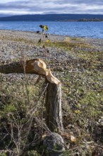 Beaver bite on a young tree on the shores of Lake Constance, Mettnau peninsula, Radolfzell am Lake
