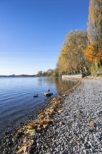 Gravel shore, pebble beach, Lake Constance shore at Mettnaupark near Radolfzell am Lake Constance,