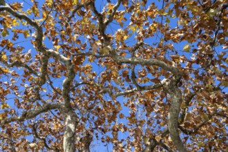 Roof plane trees with autumn vegetation near Radolfzell am Lake Constance, Konstanz district,