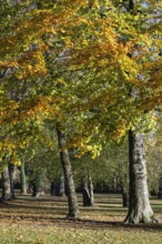 Autumn-colored deciduous trees in Mettnaupark, Mettnau peninsula, Radolfzell am Lake Constance,