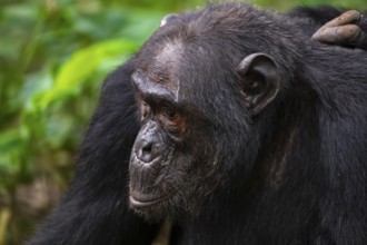 Chimpanzee (Pan Troglodytes), animal portrait, male grooming in the jungle, Kibale National Park,