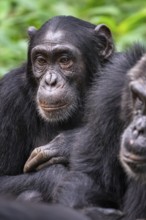 Chimpanzee (Pan Troglodytes), sad animal portrait, male in jungle, Kibale National Park, Uganda