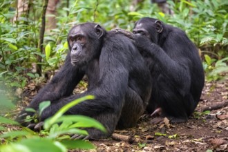 Two chimpanzees (Pan Troglodytes), adult male spawning, grooming in the jungle, Kibale National