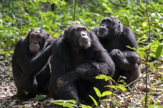 Three chimpanzees (Pan Troglodytes), adult male spawning, grooming in the jungle, Kibale National