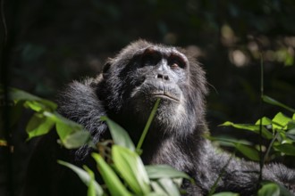 Animal portrait, chimpanzee (Pan Troglodytes), adult male looking up in the jungle, Kibale National