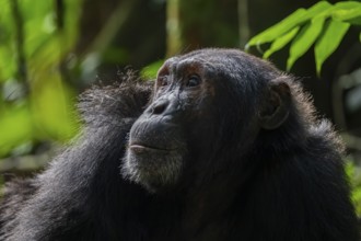 Beautiful animal portrait, chimpanzee (Pan Troglodytes), adult male in jungle, Kibale National