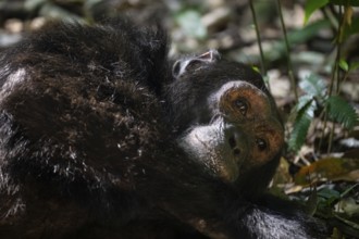Animal portrait, chimpanzee (Pan Troglodytes), adult male in jungle, Kibale National Park, Uganda