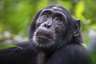 Animal portrait, chimpanzee (Pan Troglodytes) looking longingly, hopeful, adult male between leaves