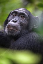 Animal portrait, chimpanzee (Pan Troglodytes) looking longingly, hopeful, adult male between leaves