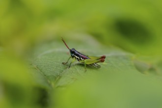 Green black grasshopper (Orthoptera) on a stem, Bwindi Impenetrable Forest, Uganda