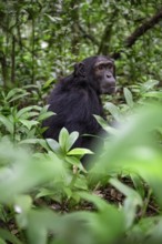 Chimpanzee (Pan Troglodytes), male on the ground, jungle in Kibale National Park, Uganda