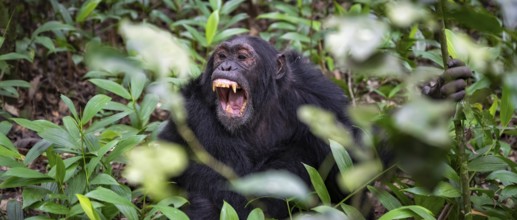Chimpanzee (Pan Troglodytes) showing teeth, aggression, males on the ground, jungle in Kibale