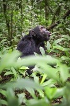 Chimpanzee (Pan Troglodytes) calling, male on ground, jungle in Kibale National Park, Uganda