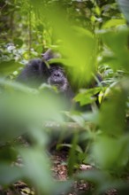 Chimpanzee (Pan Troglodytes), old man on the ground, atmosphere, green jungle in Kibale National