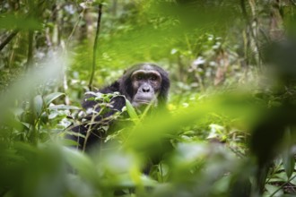 Chimpanzee (Pan Troglodytes), male looking thoughtfully, on the ground, mood, green jungle in
