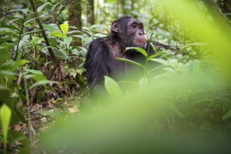 Chimpanzee (Pan Troglodytes), young animal, male looking thoughtfully, on the ground, mood, green