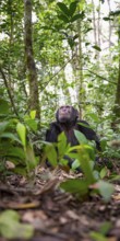Chimpanzee (Pan Troglodytes), male looking up with hope, jungle in Kibale National Park, Uganda