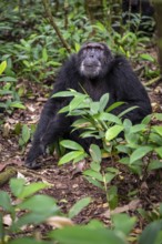 Chimpanzee (Pan Troglodytes), old male sitting on ground, jungle in Kibale National Park, Uganda