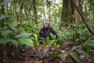 Chimpanzee (Pan Troglodytes), male looking up with hope, jungle in Kibale National Park, Uganda