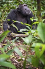 Chimpanzee (Pan Troglodytes), male on the ground, jungle in Kibale National Park, Uganda