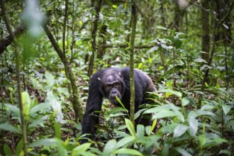 Chimpanzee (Pan Troglodytes), male running on the ground, jungle in Kibale National Park, Uganda