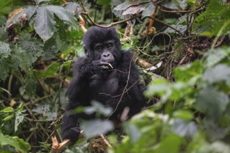 Mountain gorilla (Gorilla beringei beringei), juvenile, eats leaves, Bwindi Impenetrable Forest,