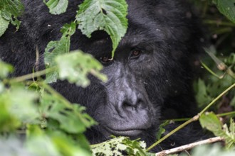 Mountain gorilla (Gorilla beringei beringei), Silverback, between leaves, animal portrait, Bwindi