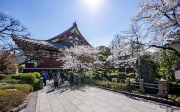 Blooming cherry trees and red-gold roof gable of a temple building, Buddhist temple complex,
