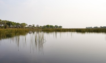 Trees reflected in water, river landscape, Thamalakane River, Okavango Delta, Botswana