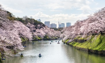 Chidorigafuchi Canal with rowing boat in front of blooming cherry trees, moat, Japanese cherry