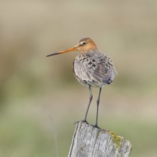 Blacktail (Limosa limosa), sitting room, on a fence post, snipe birds, wildlife, nature