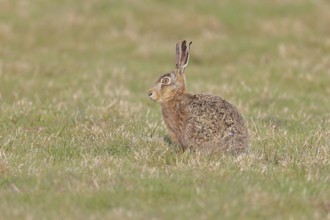 Brown hare (Lepus europaeus) sitting in a meadow, North Rhine-Westphalia, Germany