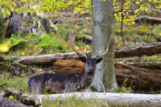 Fallow deer with magnificent antler shovels (Dama dama) in autumn forest in Bavaria, Germany