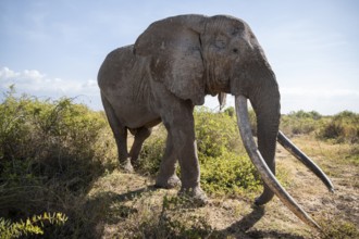 African elephant (Loxodonta africana) eats leaves, the famous Super Tusker elephant Craig, old male