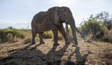 African elephant (Loxodonta africana) the famous Super Tusker elephant Craig, old male with long