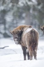 European bison (Bison bonasus) or Wisent standing on a meadow next to the forest in winter, snow,