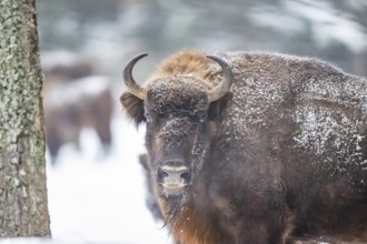 European bison (Bison bonasus) or Wisent portrait in winter, snow, Bavaria, Germany