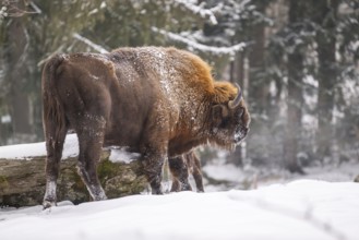 European bison (Bison bonasus) or Wisent standing on a meadow next to the forest in winter, snow,