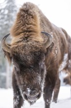 European bison (Bison bonasus) or Wisent portrait in winter, snow, Bavaria, Germany