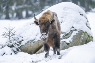 European bison (Bison bonasus) or Wisent standing on a meadow next to the forest in winter, snow,
