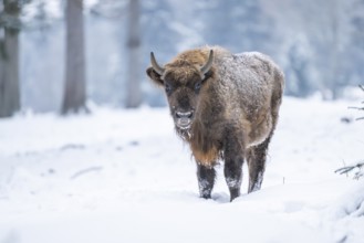 European bison (Bison bonasus) or Wisent standing on a meadow next to the forest in winter, snow,