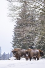 European bison (Bison bonasus) or Wisent standing on a meadow next to the forest in winter, snow,