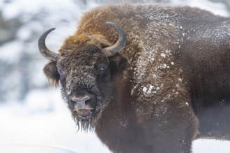 European bison (Bison bonasus) or Wisent portrait in winter, snow, Bavaria, Germany