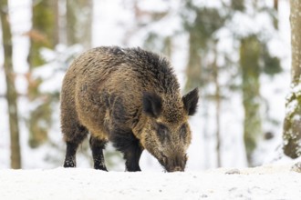 Wild boar (Sus scrofa) standing in a forest in winter, snow, Bavaria, Germany