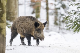 Wild boar (Sus scrofa) walking in a forest in winter, snow, Bavaria, Germany